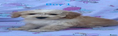 Puppy 1
