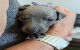 Italian Greyhound dogs for sale: Blue Italian Greyhound Puppies KC reg - Image 16