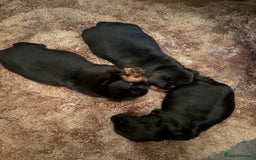 Miniature Dachshund dogs for sale: Miniature Dachshound puppies  - Image 4