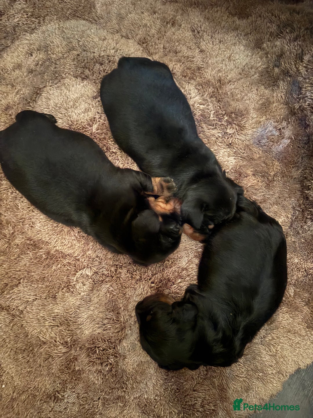 Miniature Dachshund dogs for sale: Miniature Dachshound puppies  - Image 4