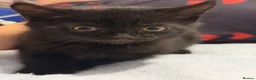 British Shorthair cats for sale: British short hair  - Advert 3