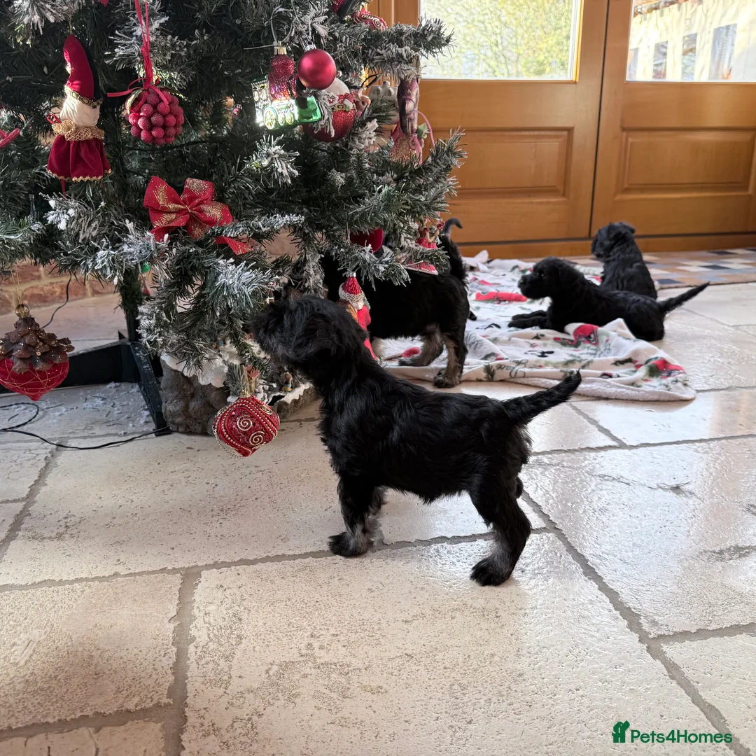 Miniature Schnauzer dogs for sale: 🌟Adorable Miniature Schnauzers Puppys 🌟 - Advert 10