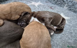 Cocker Spaniel dogs for sale: Cocker Spaniel Puppies - Image 14