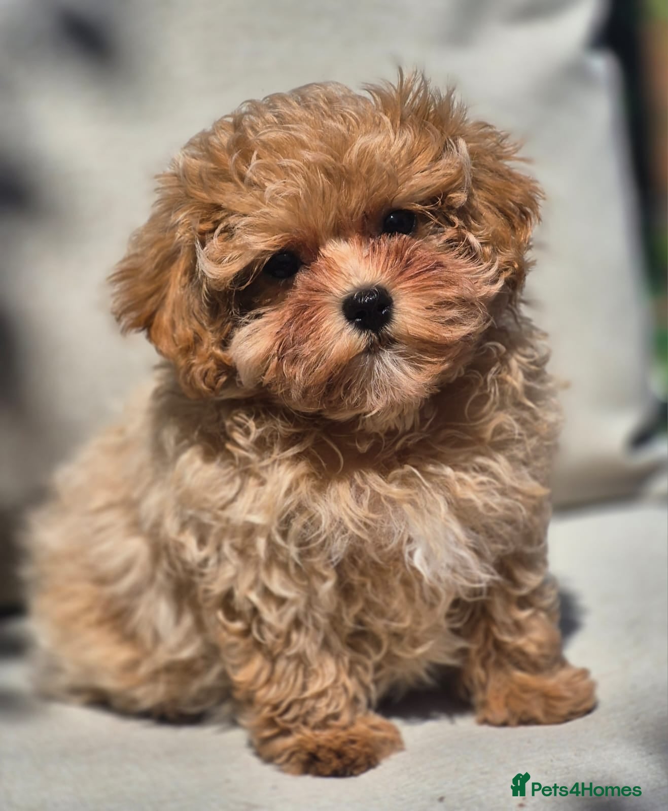 Maltipoo dogs 🐶Amazing Tiny Asian Korean Maltipoo Puppies🐶🦴  - Advert 1