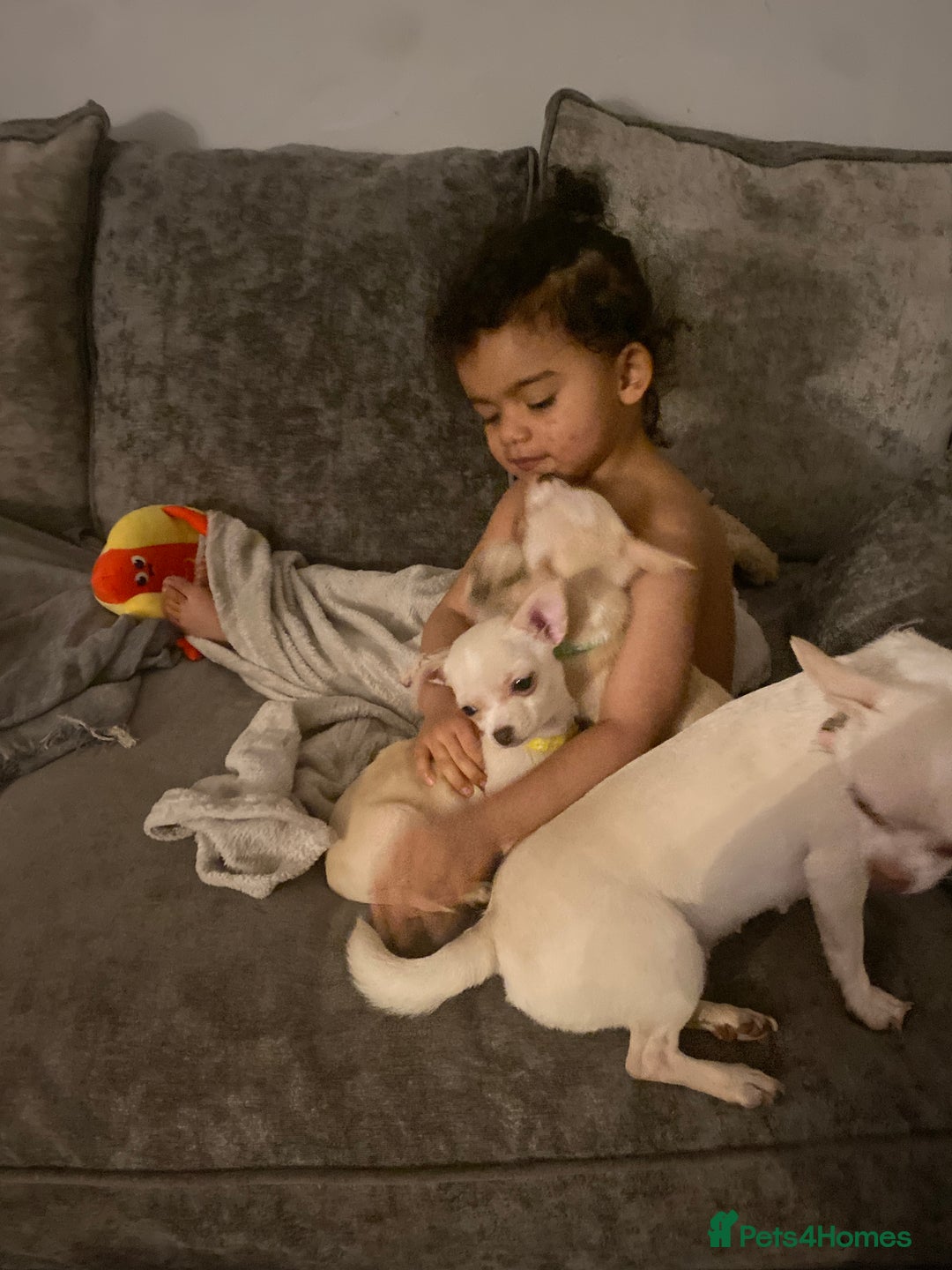 Chihuahua dogs for sale: CHIHUAHUA PUPPIES 2 BOYS 2 GIRLS READY TO LEAVE - Advert 8