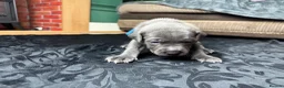 Mixed Breed dogs for sale: American Bull Staffy Puppies in Ramsgate - Advert 14