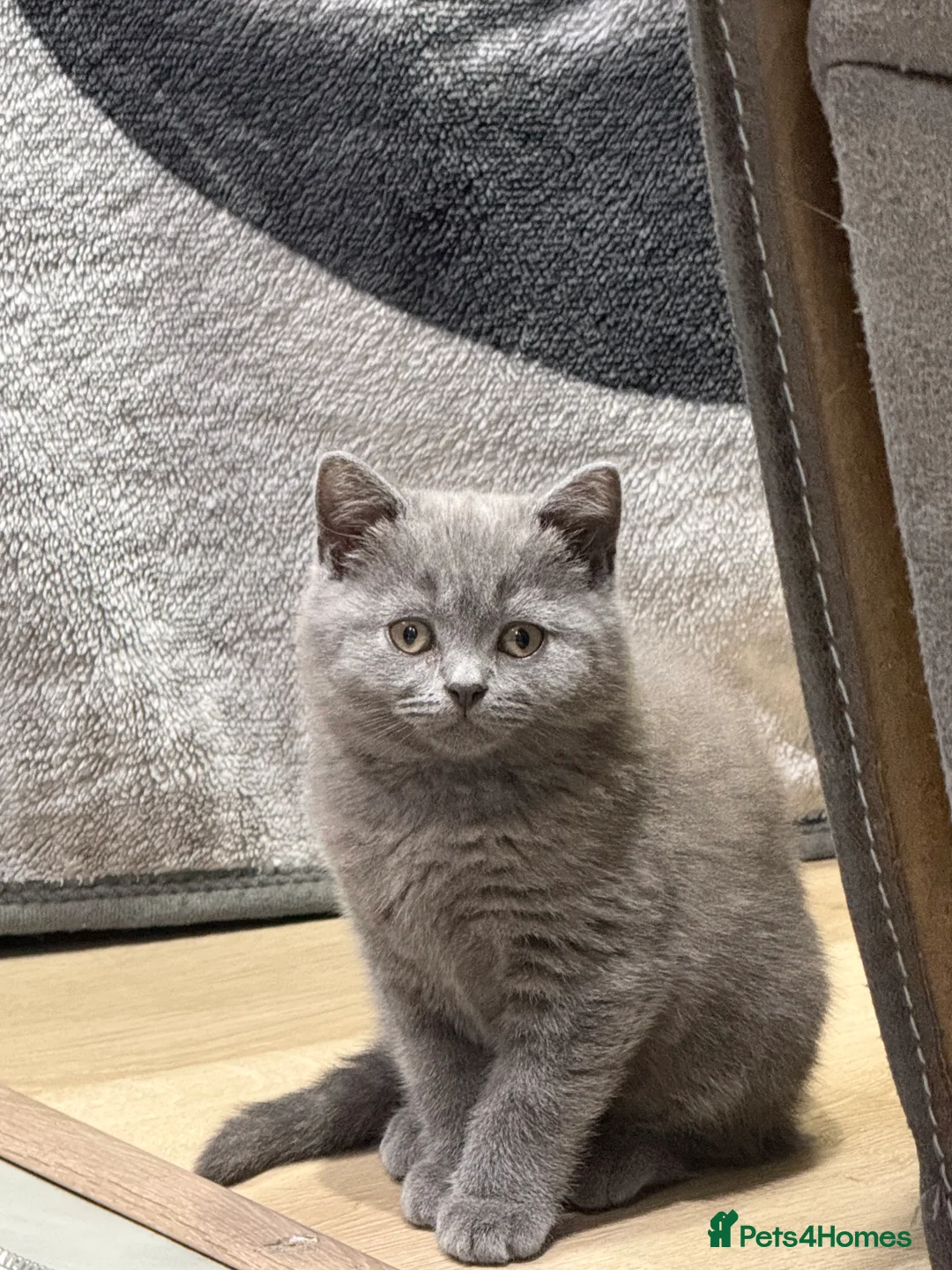 British Shorthair cats for sale: British shorthair kittens available”Ready now” - Advert 2