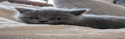 British Shorthair cats for sale: Classic Blue British Shorthair - Advert 11