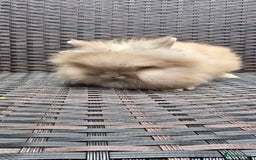 Lionhead rabbits for sale: Lion head baby male - Image 1