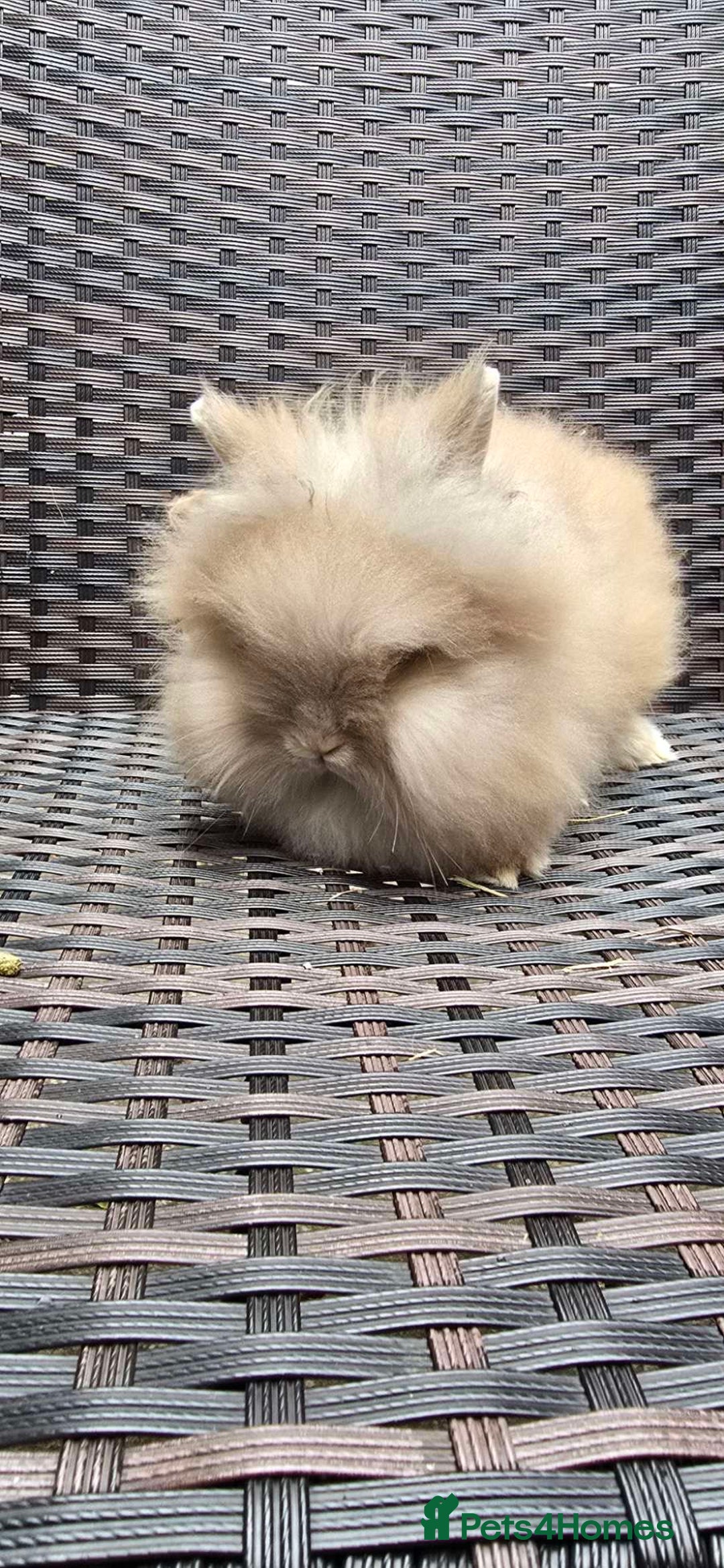 Lionhead rabbits for sale: Lion head baby male - Image 1