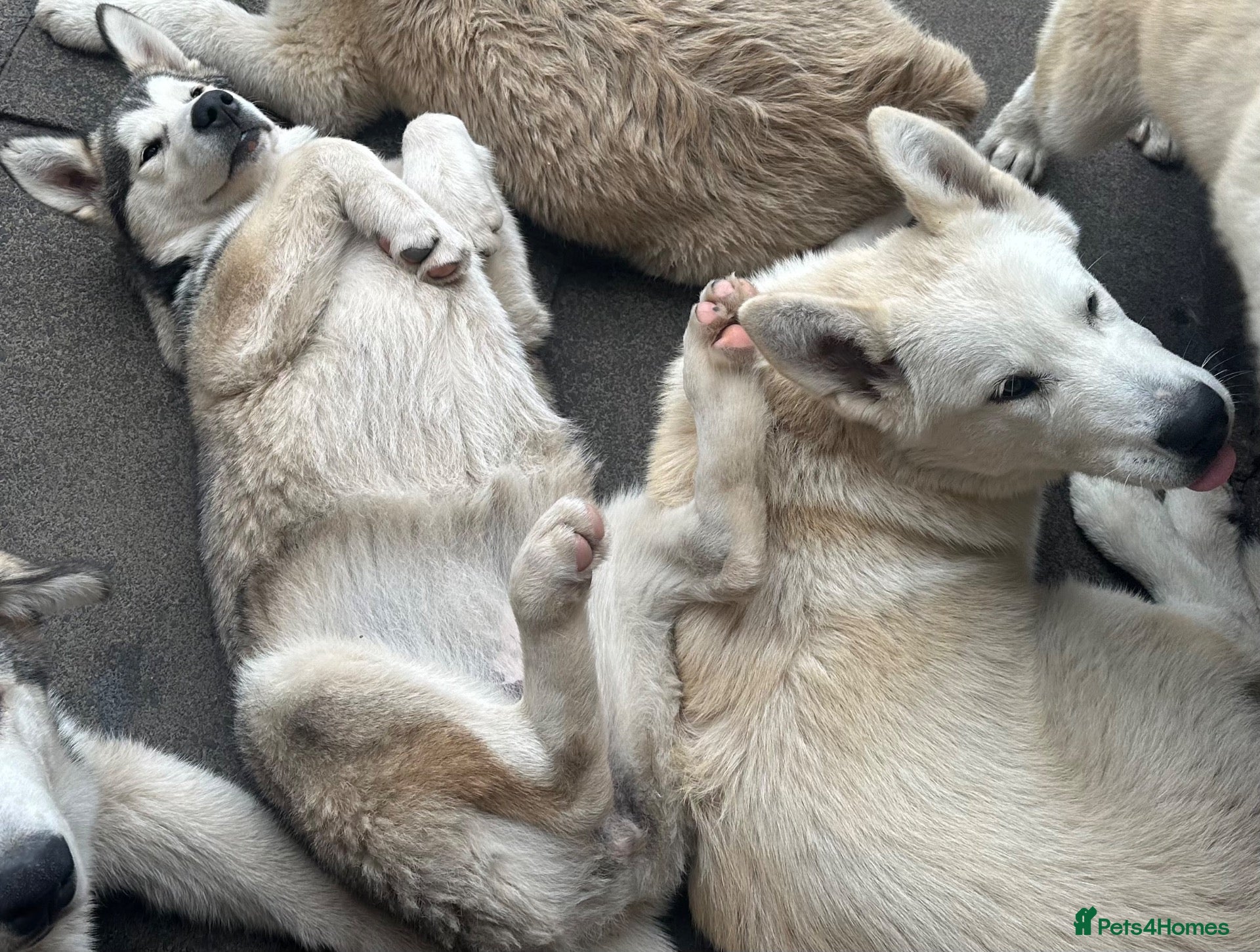 Alaskan Malamute dogs Last 2 females available  - Advert 2