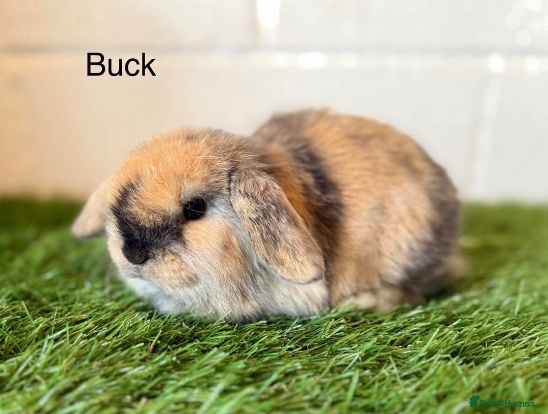 Mini Lop rabbits for sale: Stunning Mini Lops  - Advert 2