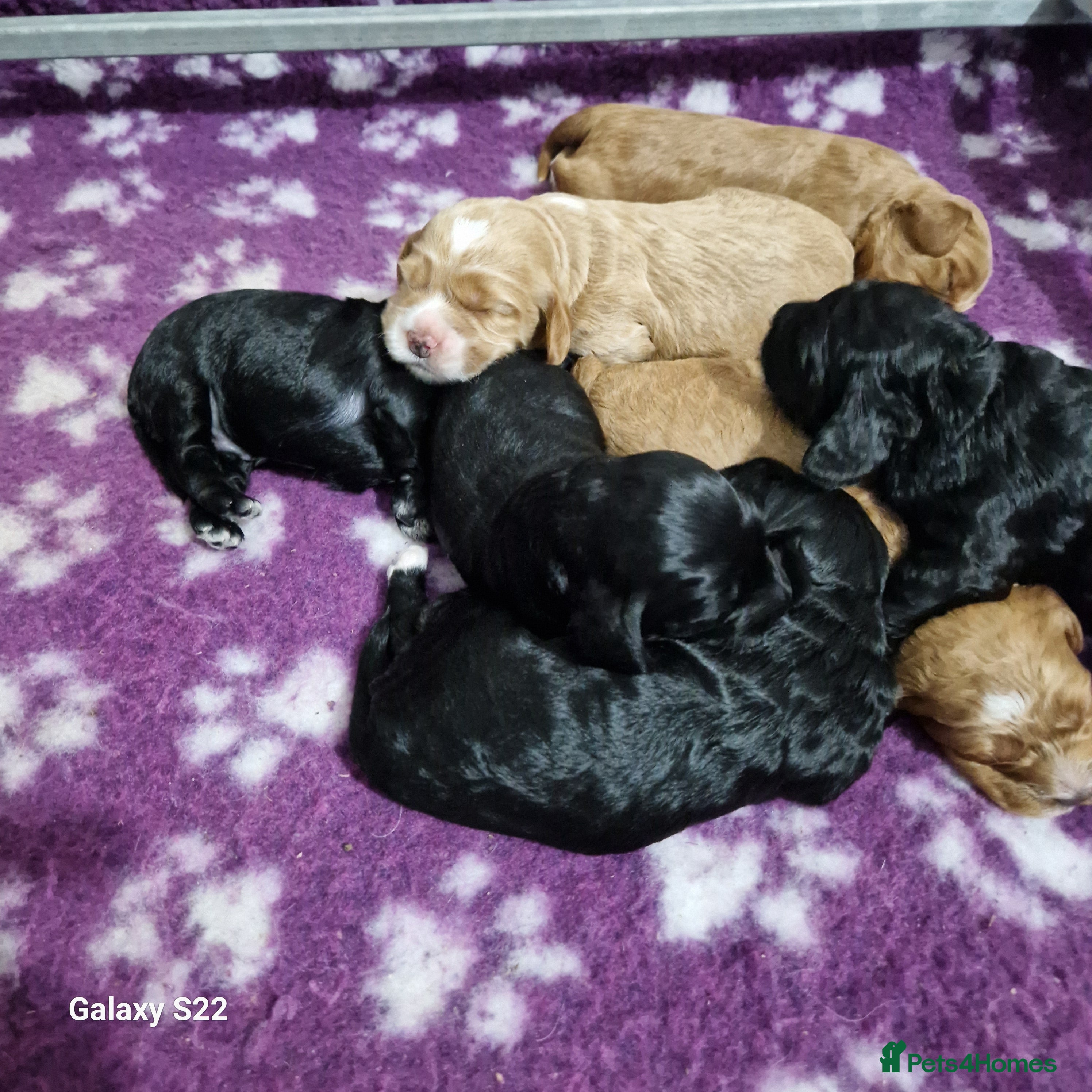 Cockapoo dogs F1b Cockapoo - Advert 18