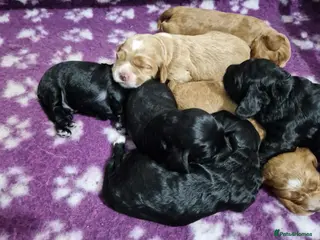 Cockapoo dogs F1b Cockapoo - Advert 18