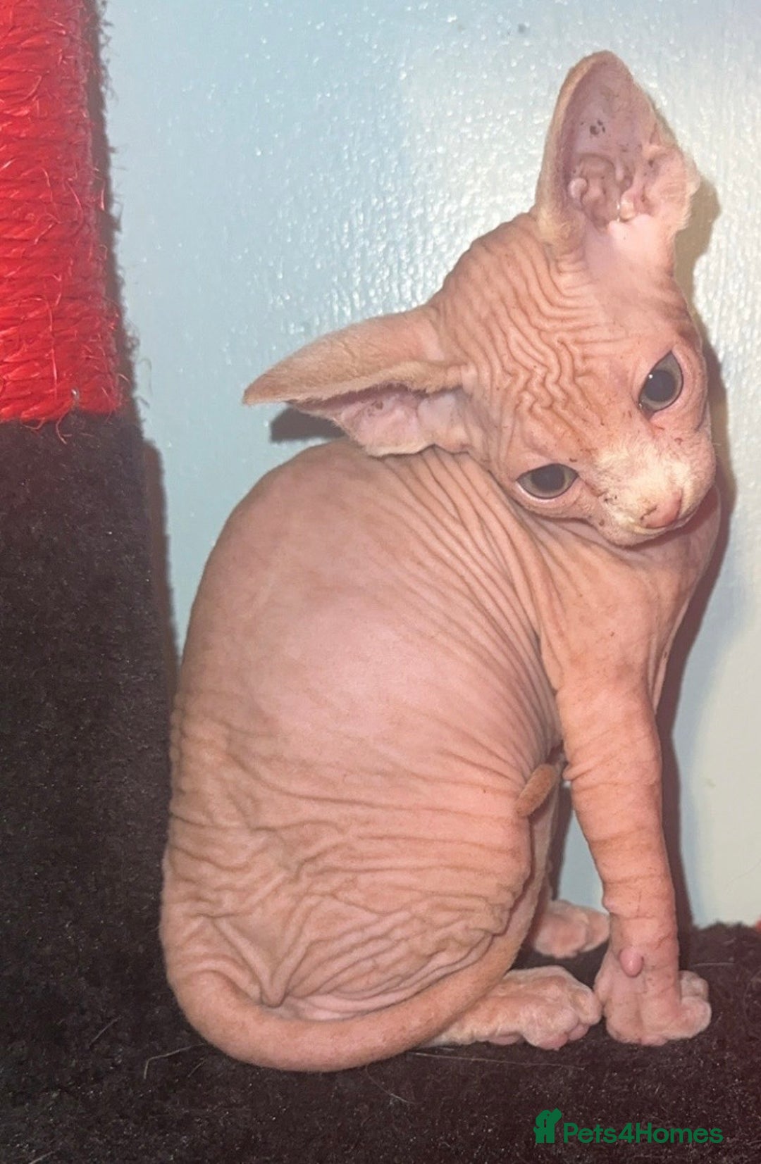 Mixed Breed cats for sale: Sphynx mixed with American curl - Advert 5