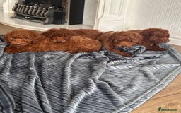 Maltipoo dogs for sale: Health tested rare coat red maltipoos for sale🐶!! - Image 1
