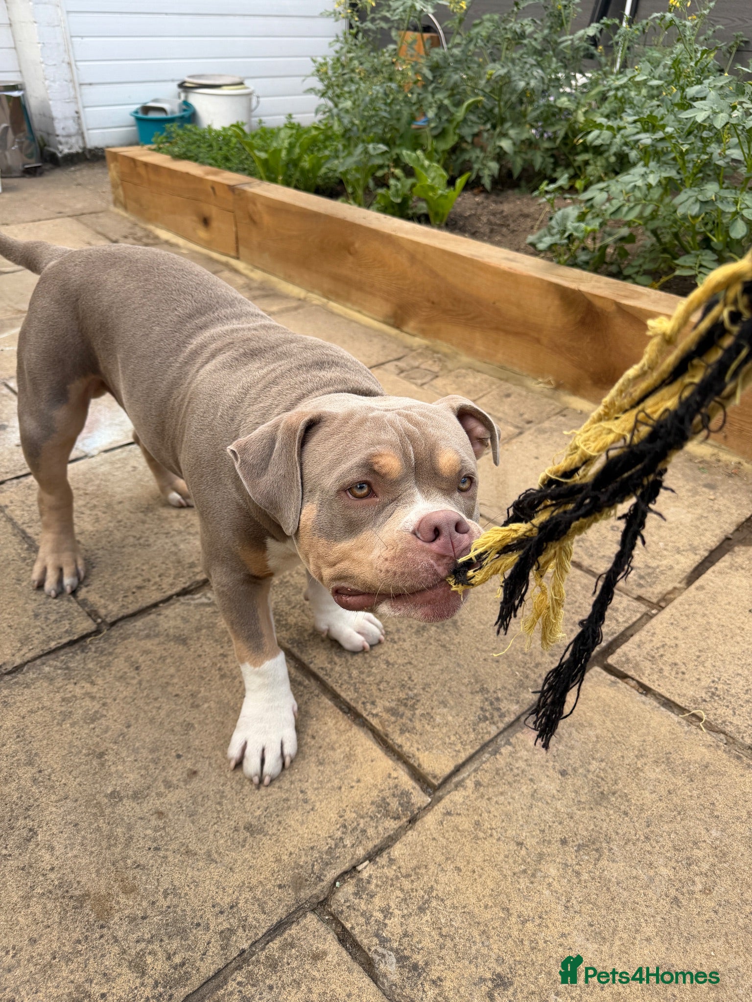 American Bully dogs Kane - American Pocket Bully  - Advert 2