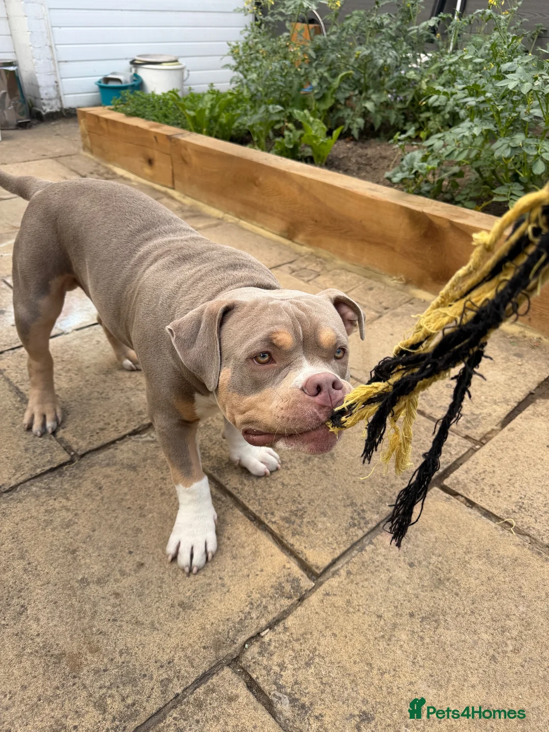 American Bully dogs for sale: Kane - American Pocket Bully  in London - Advert 2