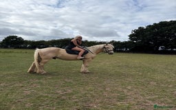 Palomino horses for sale: 14hh gelding  - Image 2