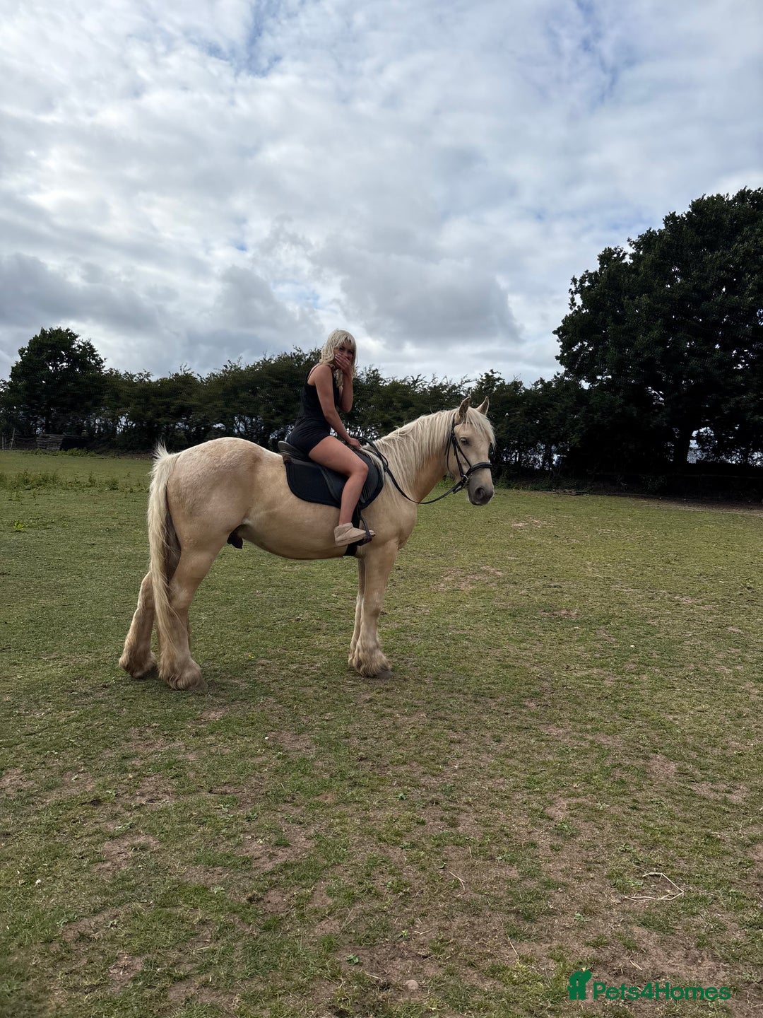 Palomino horses for sale: 14hh gelding  - Image 2