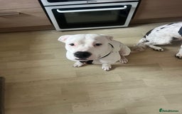American Bulldog dogs for sale: Zues a 7 month old American bulldog puppy - Advert 1