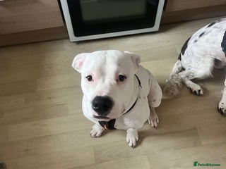 American Bulldog dogs Zues a 7 month old American bulldog puppy - Advert 1