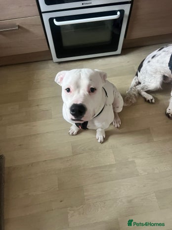 American Bulldog dogs Zues a 7 month old American bulldog puppy - Advert 1