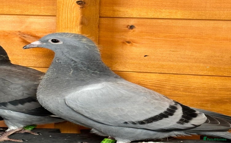 Pigeons birds - Advert 2