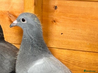 Pigeons birds - Advert 2