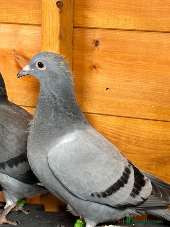 Pigeons birds - Advert 2