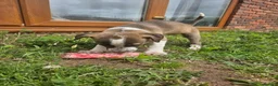 Lurcher dogs for sale: Stunning Kelpie lurchers  - Advert 36