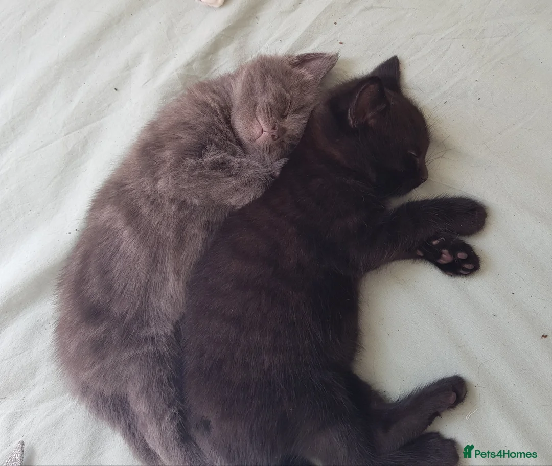 Mixed Breed cats for sale: Adorable Short-Hair /Mix - Advert 2