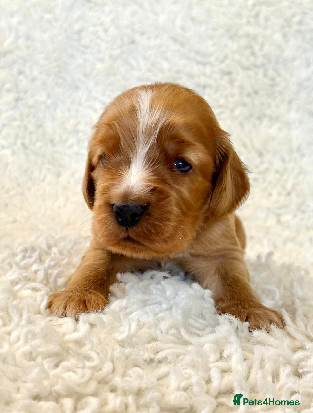 Cocker Spaniel dogs for sale: Full Health Tests KC Reg Showline Cocker Spaniels - Image 7