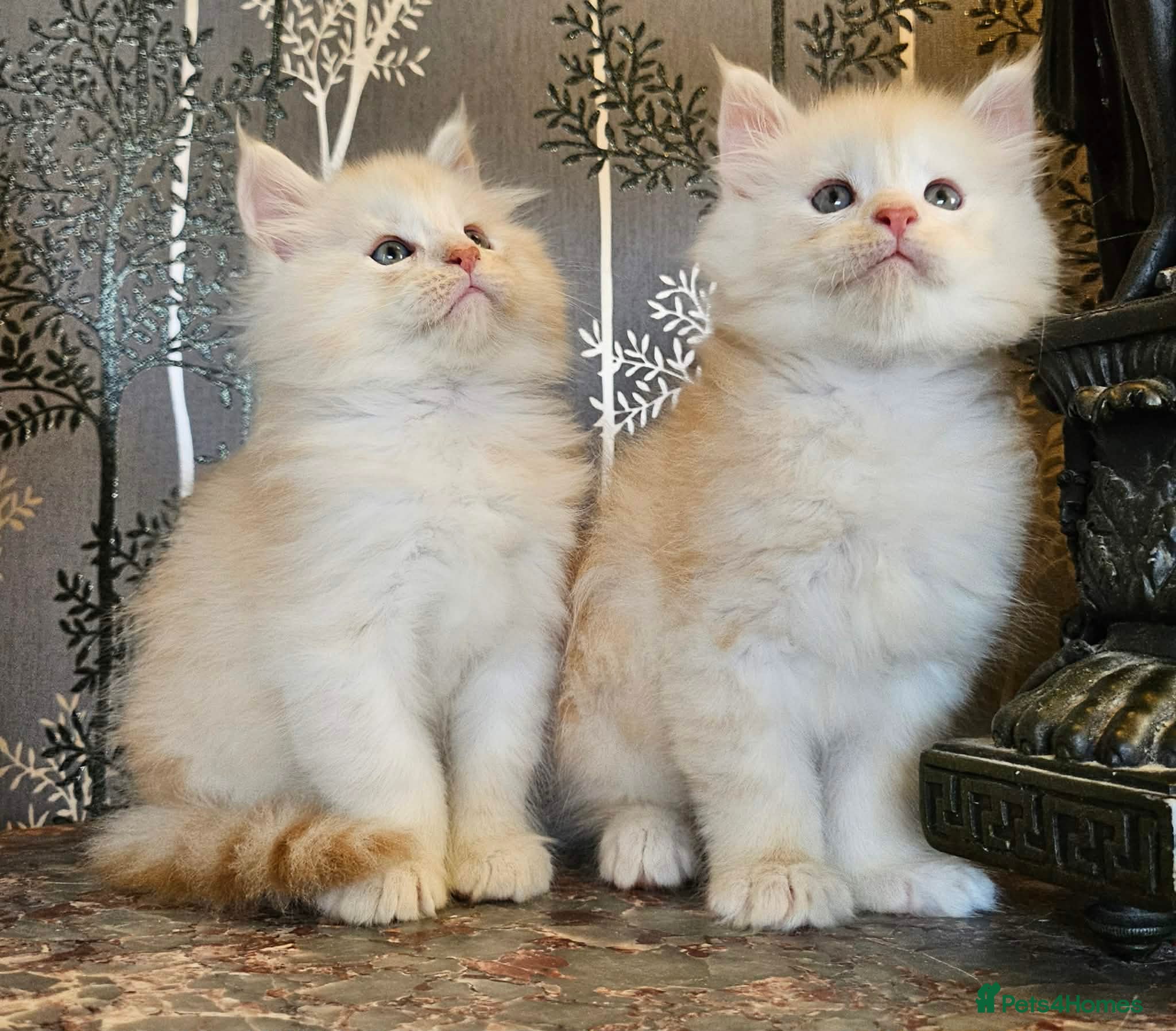 Maine Coon cats XXL Exceptional Pedigree Kittens Russian line - Advert 3