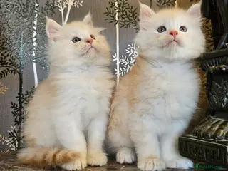 Maine Coon cats XXL Exceptional Pedigree Kittens Russian line - Advert 2