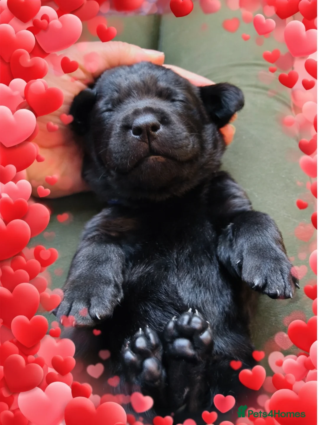 Labrador Retriever dogs for sale: Black Labrador male pup - Advert 8