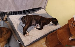 Boxer dogs for sale: Top Quality Boxer Puppies - Image 13