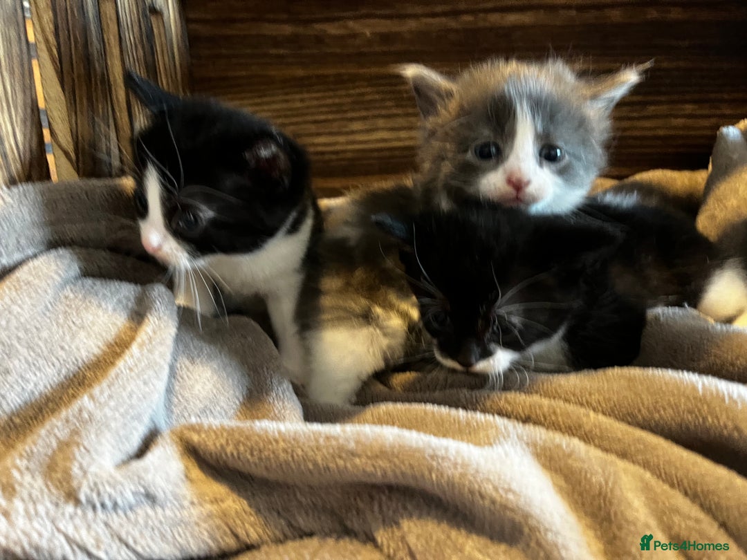 Mixed Breed cats for sale: Beautiful kittens - Image 2