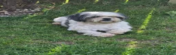 Mixed Breed dogs for sale: Millie is looking for forever loving home! - Advert 5