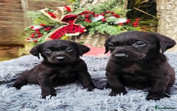 Labrador Retriever dogs for sale: *Beautiful KC, Dna clear labrador retriever pups* - Advert 9