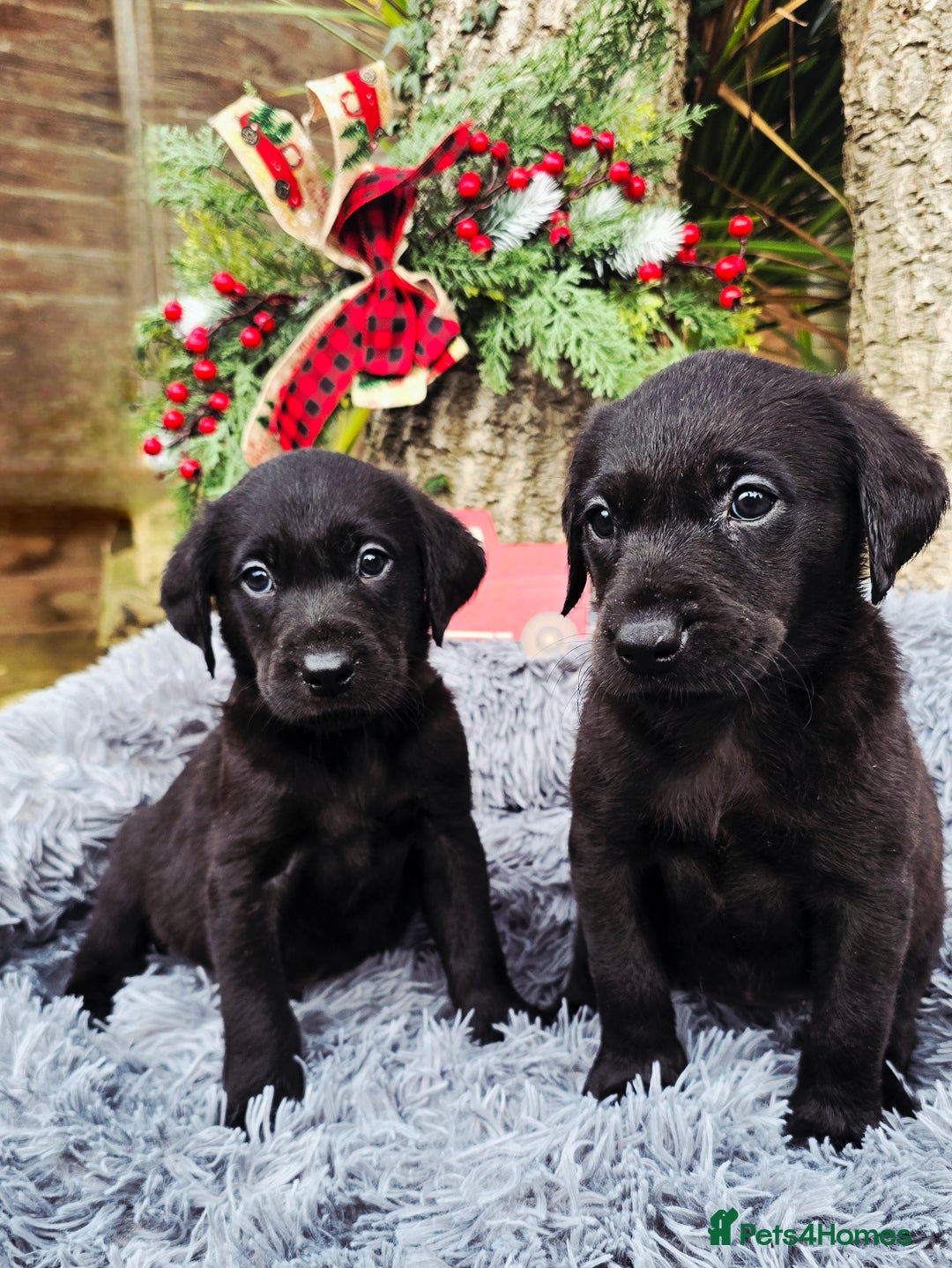 Labrador Retriever dogs for sale: *Beautiful KC, Dna clear labrador retriever pups* - Advert 9