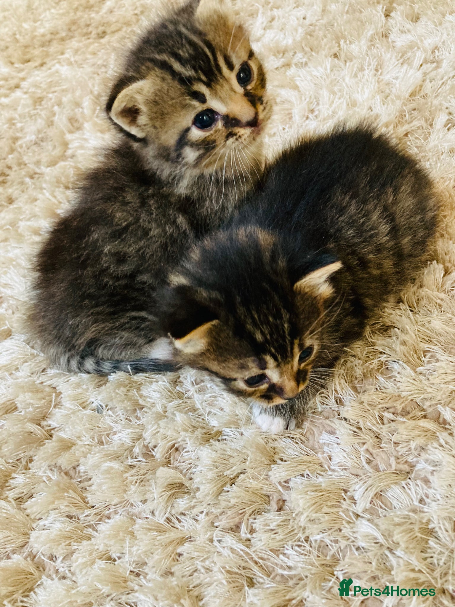 Mixed Breed cats British long hair mix kittens - Advert 3