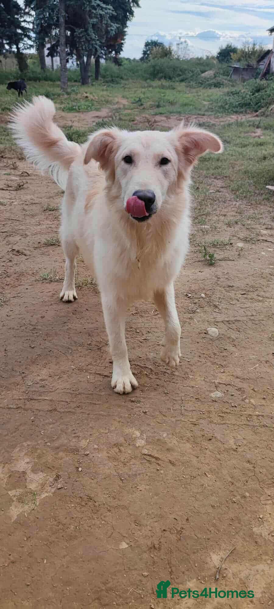 Mixed Breed dogs Bubi! - Advert 2