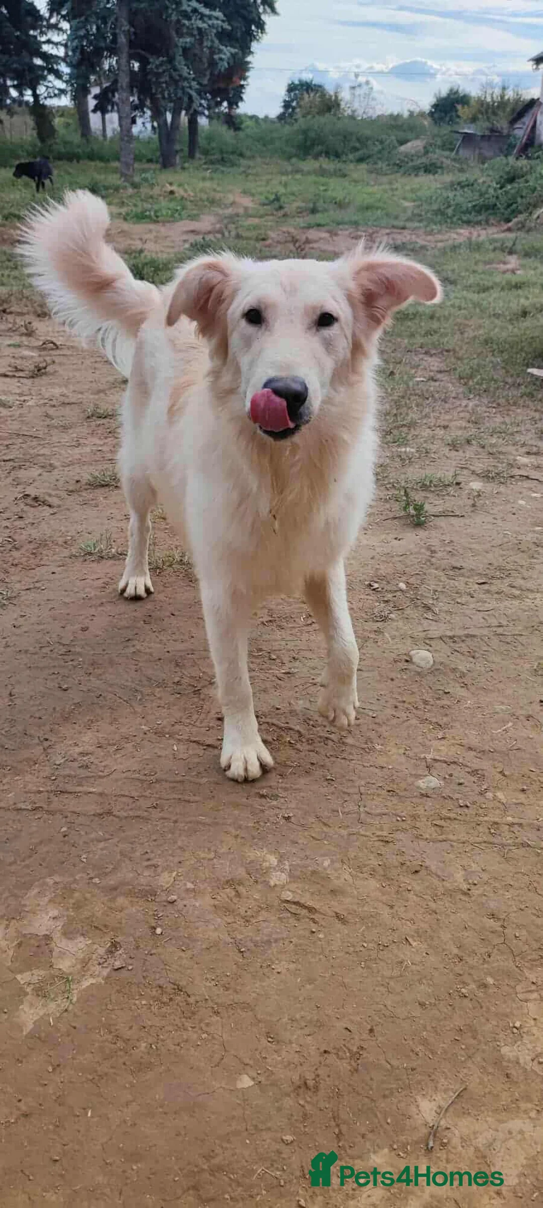 Mixed Breed dogs for adoption: Bubi! - Advert 2