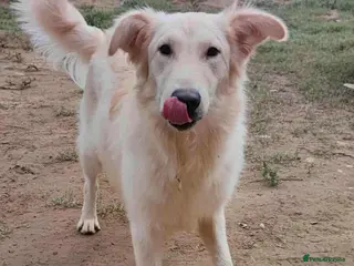 Mixed Breed dogs Bubi! - Advert 2