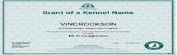 German Wirehaired Pointer dogs for sale: KC REG VINCROCSON a Lovely litter of GWP pups  - Advert 2