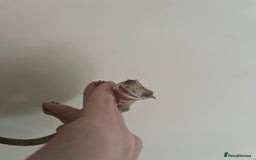 Gecko reptiles for sale: Super Dalmatian Crested Gecko For Sale - Image 5