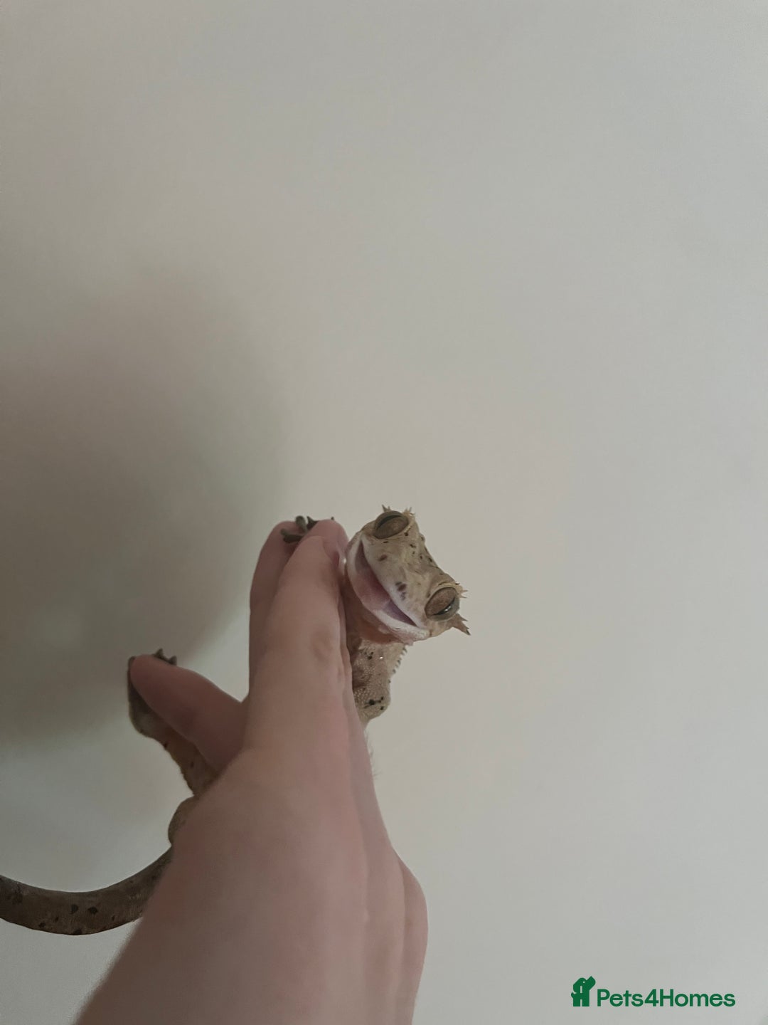 Gecko reptiles for sale: Super Dalmatian Crested Gecko For Sale - Image 5