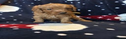 Labradoodle dogs for sale: 🐾F1b Healthy Labradoodle Puppies – Ready 18 Dec🐾 - Advert 36