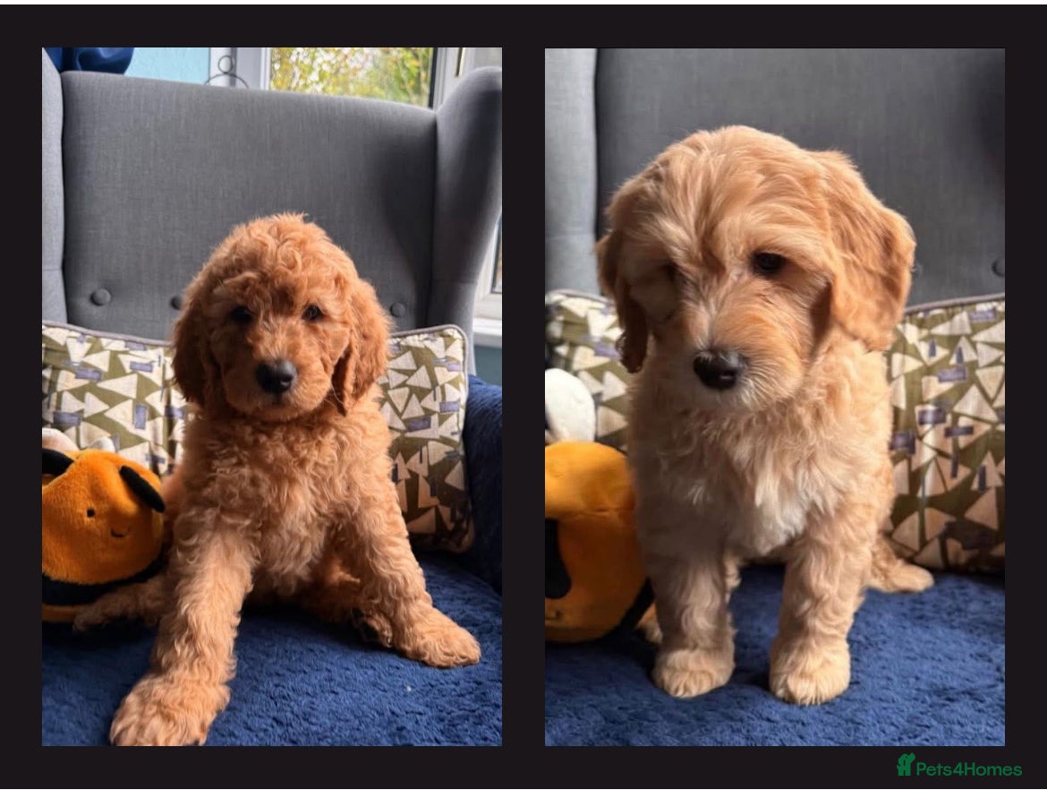 Mixed Breed dogs 1 BOY & 1 GIRL READY! Healthy Mini Golden Doodle’s - Advert 1